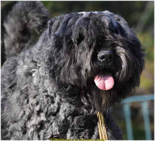 IURSONN du Clos de la  Luette SITE WEB ELEVAGE DU CLOS DE LA LUETTE SPECIALISE POUR LE BOUVIER DES FLANDRES ©